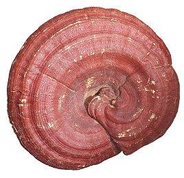 《方舟生存飞升》峰值在线4.8万创近期新高